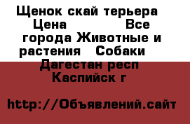 Щенок скай терьера › Цена ­ 20 000 - Все города Животные и растения » Собаки   . Дагестан респ.,Каспийск г.